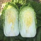 Fresh Shengqiu 80 Chinese Cabbage Seeds F1 Hybrid