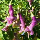Fresh Aji Confusion Pepper Seeds Fruity Flavor Medium Heat Distinctive shape