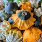 Fresh Crown of Thorns Gourd Seeds Unique Ornamental Pumpkin for Fall Decor