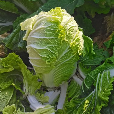 Fresh Qiuguan 70 Chinese Cabbage Seeds Medium Early Short Cylindrical Autumn Variety