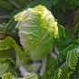Fresh Qiuguan 70 Chinese Cabbage Seeds Medium Early Short Cylindrical Autumn Variety