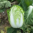 Fresh Improved Qingza No.3 Chinese Cabbage Seeds Excellent Storability Autumn