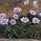 Fresh Alpine Aster Mix Seeds Alpine Aster for Rock Gardens Beds