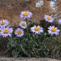 Fresh Alpine Aster Mix Seeds Alpine Aster for Rock Gardens Beds