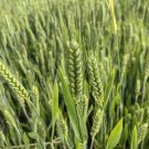 Fresh Barley Seeds Premium Barley for Beer Making Cooking Herbal Remedies