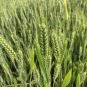Fresh Barley Seeds Premium Barley for Beer Making Cooking Herbal Remedies