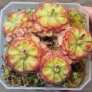 Fresh Drosera burmannii Humpty Doo Seeds Harvest Carnivorous