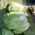Fresh Cabbage Seeds Consistent Yields Good Storability Uniform Cylindrical Heads