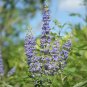 Fresh Chinese Chaste Tree Seeds Five Leaved Ornamental ShrubLandscaping