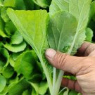 Fresh White Stalked Baby Bok Choy Seeds: Fast Harvest High Yield F1 Hybrid
