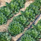 Fresh Flat Cabbage Seeds High Yield Cold Tolerant Ideal for Small Gardens