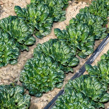 Fresh Flat Cabbage Seeds High Yield Cold Tolerant Ideal for Small Gardens