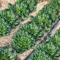 Fresh Flat Cabbage Seeds High Yield Cold Tolerant Ideal for Small Gardens