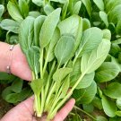 Fresh Round Leaved Baby Bok Choy Seeds High Yield Fast Growing Upright Variety