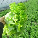 Fresh Dasusheng Lettuce Seeds High Yield Ideal for Fresh Salads Home Growing
