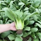 Fresh Hezhiyuan Shanghai Bok Choy Seeds F1 Hybrid Bolting Resistant