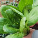 Fresh Shanghai Bok Choy Seeds Crisp Delicious Taste High Quality Variety