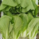 Fresh 168 Fast Grow Bok Choy Seeds High Yield Strong Disease Resistance