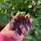 Fresh Purple Podded Snow Pea Seeds ing Variety with Purple Pods Rich in Anthocyanins