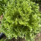 Fresh Chrysanthemum Salad Lettuce Seeds Unique Frilly Leaves Crisp Texture
