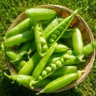 Fresh Cherry Blossom Snap Pea Seeds Dwarf Variety with Double Pods Sweet CrispSalads