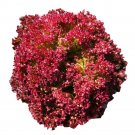 Fresh Purple Rosa Lettuce Seeds Curly Fast Growing for Home Gardening