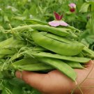 Fresh Large Pod Snow Pea Seeds Mid Early Crisp Tender Pods