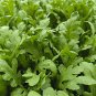 Fresh Medium Leaf Garland Chrysanthemum Seeds Leafy Green