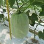Fresh Green Star Wax Gourd Seeds Short Cylindrical FruitCommercial Dense