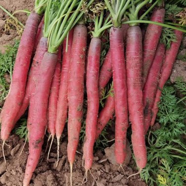 Fresh Little Sweetie Purple Red Carrot Seeds Intense Aroma Great Sweet Flavor