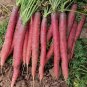 Fresh Little Sweetie Purple Red Carrot Seeds Intense Aroma Great Sweet Flavor