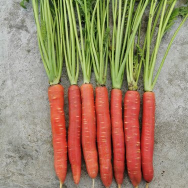 Fresh Beauty Finger Carrot Seeds Sweet Crisp Rich In Beta Carotene Excellent Storage