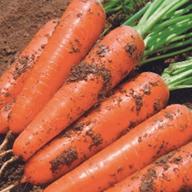 Fresh Five Inch Ginseng Carrot Seeds Vibrant Red Flesh Minimal Cracking