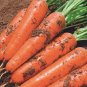 Fresh Five Inch Ginseng Carrot Seeds Vibrant Red Flesh Minimal Cracking