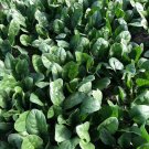 Fresh King Spinach Seeds