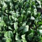 Fresh King Spinach Seeds