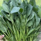 Fresh Four Seasons Spinach Seeds Cold Hardy GreensYear Round Harvest