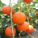Fresh Golden Honey Pumpkin Seeds F1 Hybrid Sweet Mealy Flesh Variety Edible Value