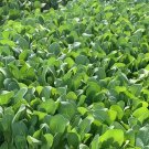 Fresh Tender Baby Bok Choy Seeds Greens