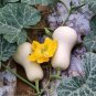 Fresh Cream Pumpkin Seeds Orange Flesh Early Maturing Long Storage Fruit