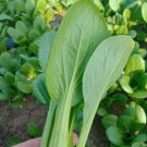 Fresh Shanghai Green Baby Bok Choy Seeds Quick Growing Multiple Harvests Balcony