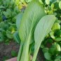 Fresh Shanghai Green Baby Bok Choy Seeds Quick Growing Multiple Harvests Balcony