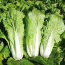 Fresh Fast Growing Pak Choi Seeds Early Maturing Hybrid High Yield Vegetable
