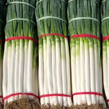 Fresh Zhangqiu Green Onion Seeds Tall Crisp Sweet Variety