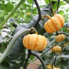 Fresh Yellow Beibei Pumpkin Seeds Sweet Flesh High Yield Long Storage Decorative