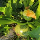 Fresh Black Pearl Round Zucchini Seeds F1 Hybrid Compact Vine Vegetable Seeds