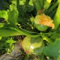 Fresh Black Pearl Round Zucchini Seeds F1 Hybrid Compact Vine Vegetable Seeds