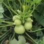 Fresh Green Pearl Zucchini Seeds Round Disease Resistant Short Vine Type