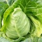 Fresh Oxheart Cabbage Seeds Heart Shaped Tender Green HeadsSmall