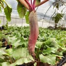 Fresh ALTO Long shaped Red Beet Seeds Vigorous Growth Superior FlavorProcessing Eating